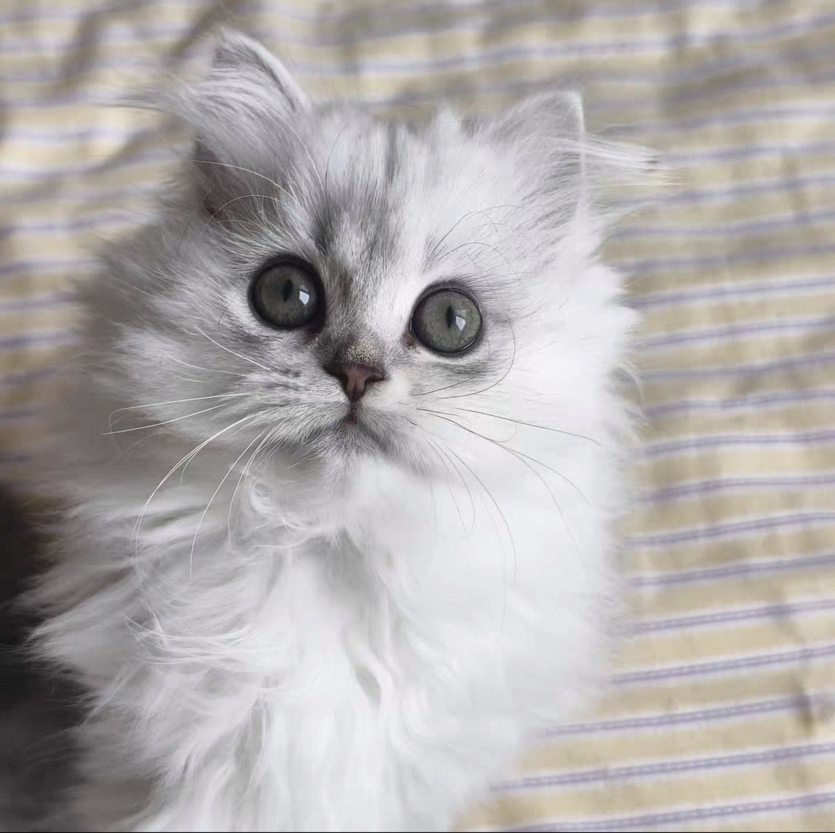 金吉拉幼崽，可爱黏人。两针疫苗。